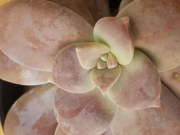 Echeveria Laui Est Une Petite Plante Qui Vient Mexique Mais — Photo