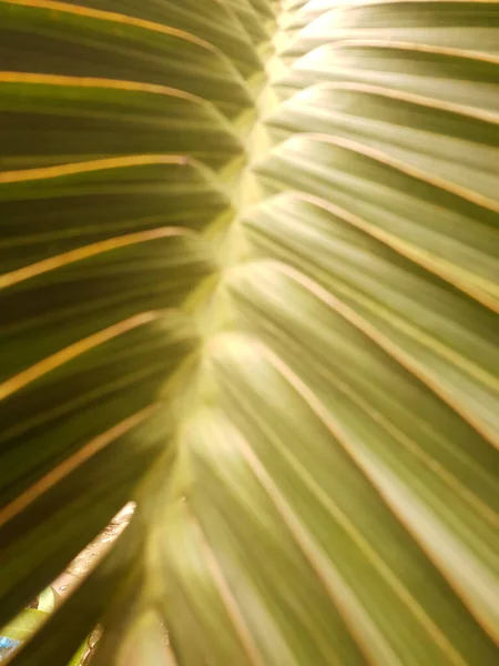 Palmeira Folha Fundo — Fotografia de Stock
