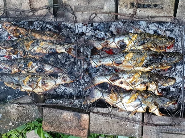 Kızgın Kömürün Üstünde Izgara Yayın Balığı — Stok fotoğraf
