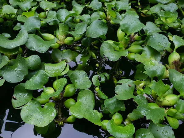 Groene Planten Tuin — Stockfoto