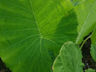 Yeşil yaprak, bitki ve yapraklar.