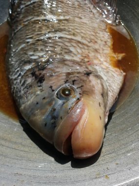 Gurame balığı, kapat.