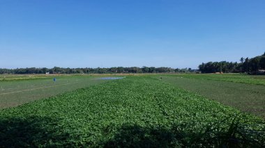 Mavi gökyüzü ile yeşil alanlar
