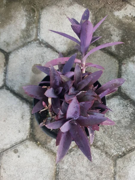 Фиолетовое Растение Банке — стоковое фото