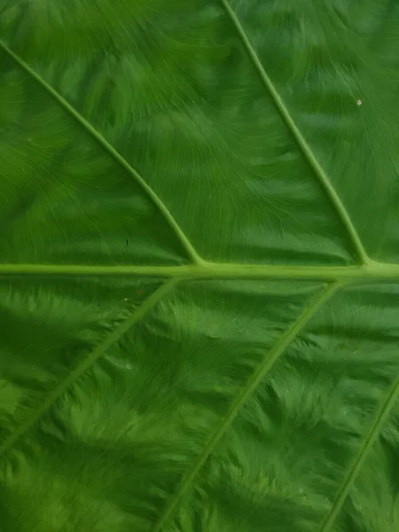 Green Leaf Flora Foliage — Stock Photo, Image