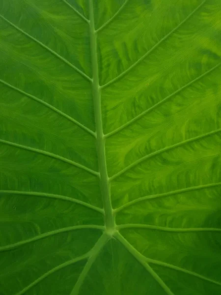 Зеленый Лист Флора Листва — стоковое фото
