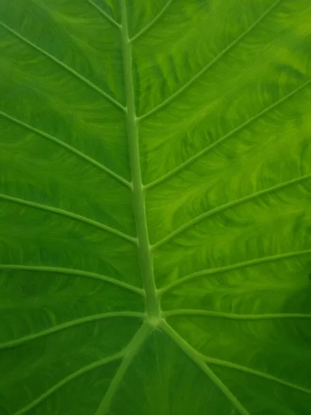 Zöld Levél Növény Lombozat — Stock Fotó