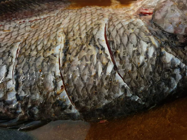 Gurame Balığı Kapat — Stok fotoğraf