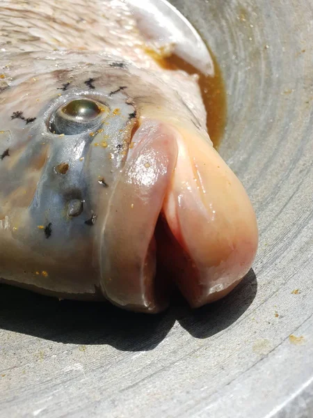 Gurame Fish Close — Stok Foto