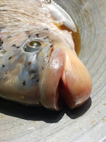 Gurame Fish Close — Stock Photo, Image