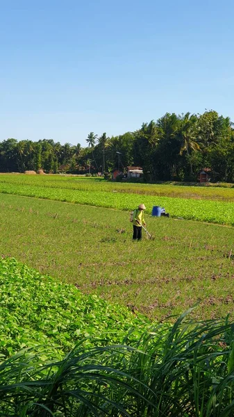 农民正在地里收割水稻 — 图库照片