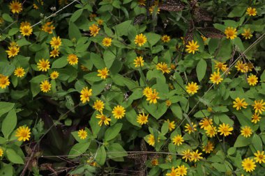 Bahçedeki güzel çiçekler