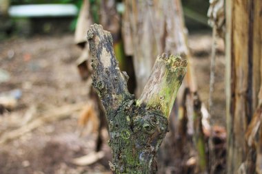 Kuru eski bir çubuğun yakın plan görüntüsü