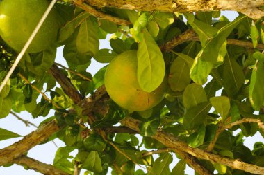 Ağaçtaki yeşil meyve