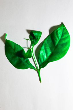 Beyaz arkaplanda yeşil yapraklar izole