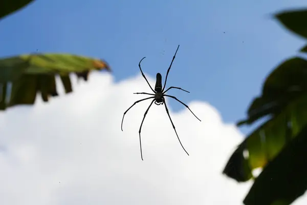 Web 上の黒いクモ — ストック写真