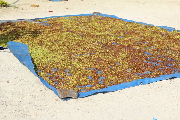 Algas Verdes Praia — Fotografia de Stock
