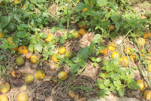 Sinaasappelboom Met Rijp Groen Fruit Verse Rijpe Citrusvruchten Takken Met — Stockfoto