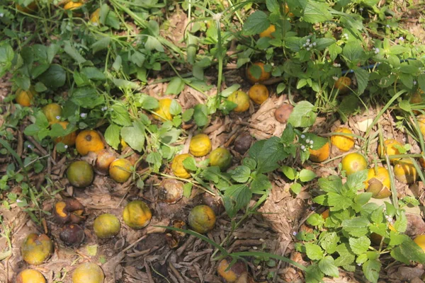 Sinaasappelboom Met Rijp Groen Fruit Verse Rijpe Citrusvruchten Takken Met — Stockfoto