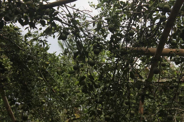 Помаранчеве Дерево Стиглими Зеленими Фруктами Свіжі Стиглі Цитрусові Гілки Щільними — стокове фото