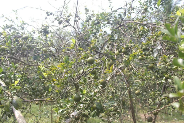 熟した緑の果実のオレンジの木 新鮮な熟した柑橘類の枝と濃い葉 サウスランプン — ストック写真