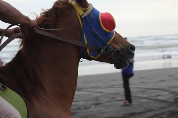 a closeup shot of a cute horse on the beach