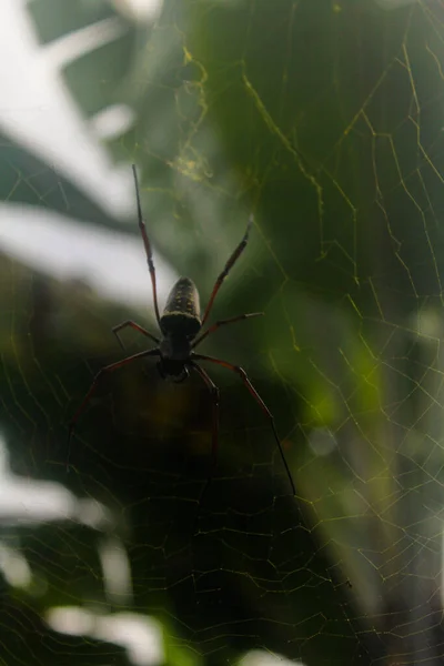 Close Spider Web — Fotografia de Stock