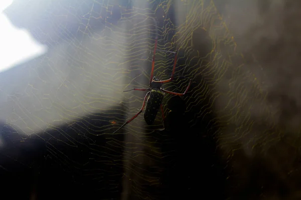 Close Spider Web — Foto Stock