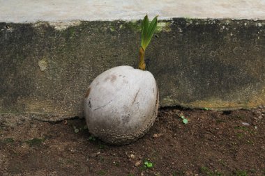 Bahçedeki Hindistan cevizi