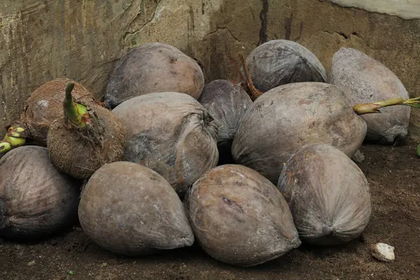 Bunch Coconuts — Stock Photo, Image