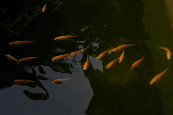 Рыба Пруду — стоковое фото