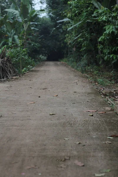 森林中的道路 — 图库照片