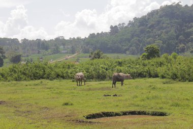 Çayırdaki çimlerin üzerinde inekler