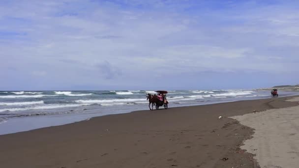 Przewóz Konny Plaży Indonezji — Wideo stockowe