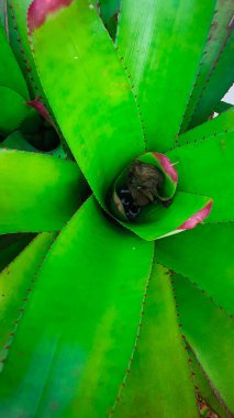 Yeşil yaprakları kapat