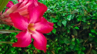 Pembe frangipani çiçeklerini kapat.