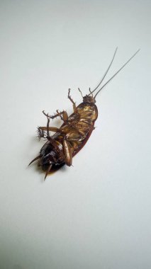 Kokteyl hamamböceği beyaz arka planda izole edilmiş.