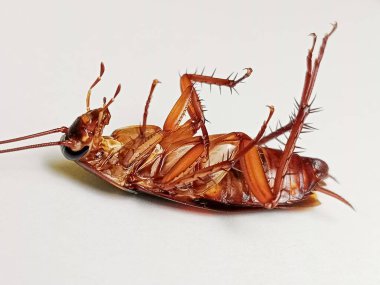 Beyaz zeminde ölü hamamböcekleri vardır, hamamböcekleri böcek (Blattodea) hemimetaboldür..