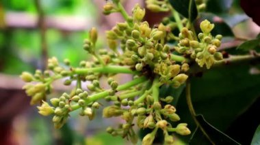 Bahçede büyüyen küçük güzel çiçekler, video. 