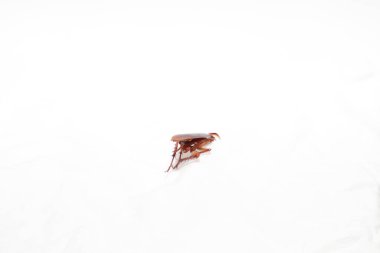 beyaz arkaplanda yengeç.