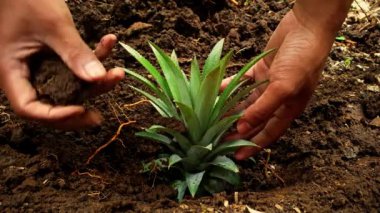 Bahçeye yeşil bir bitki eken adam..