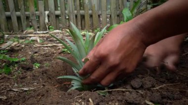 Bahçeye yeşil bir bitki eken adam..