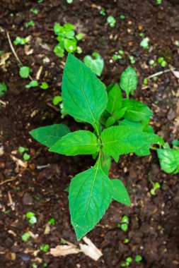 Koyu toprakta yetişen küçük yeşil bitkinin yakın çekim görüntüsü. Bitkinin birçok yaprağı vardır ve daha küçük fidelerle çevrilidir. Görüntü bitkinin dokusunu ve detaylarını yukarıdan aşağıya doğru gösteriyor..