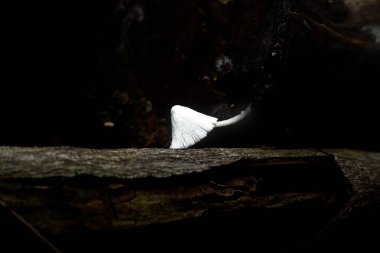 Karanlık, dokulu bir orman ortamında tek bir beyaz mantar ortaya çıkar. Arkasından aydınlandığında, kırılgan şekli etrafındaki karanlıkla çelişiyor..