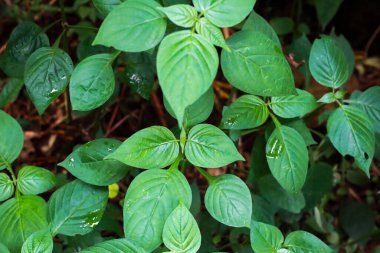 Damarlarının ve dokularının karmaşık detaylarını gösteren yemyeşil yaprakların yakın plan çekimi. Yapraklar doğal, örtüşen bir şekilde sıralanmış, derinlik hissi yaratıyor. Yaprak yüzeyinde birkaç su damlası görülebilir. Geri kafalı.
