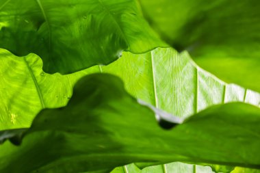 Geniş, canlı yeşil tropikal yaprakların yakın plan çekimi karmaşık damarlarını ve dokulu yüzeylerini gözler önüne seriyor. Görüntü, doğanın güzelliğini ve detaylarını yakalar, verimli ve soyut bir sahne yaratır..