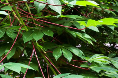 Bir kasava bitkisinin yakın çekiminde birçok yeşil yaprak ve kırmızı saplar bulunur. Bitki doğrudan güneş ışığına maruz kaldı. Bitki gelişiyor ve sağlıklı görünüyor..