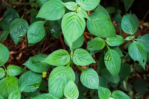 Damarlarının ve dokularının karmaşık detaylarını gösteren yemyeşil yaprakların yakın plan çekimi. Yapraklar doğal, örtüşen bir şekilde sıralanmış, derinlik hissi yaratıyor. Yaprak yüzeyinde birkaç su damlası görülebilir. Geri kafalı.