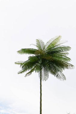 Beyaz arkaplana karşı tek bir yeşil eğreltiotu ağacı