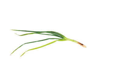 Taze çekilmiş yeşil soğan saf beyaz arka planda narin kök yapısını gösteriyor..